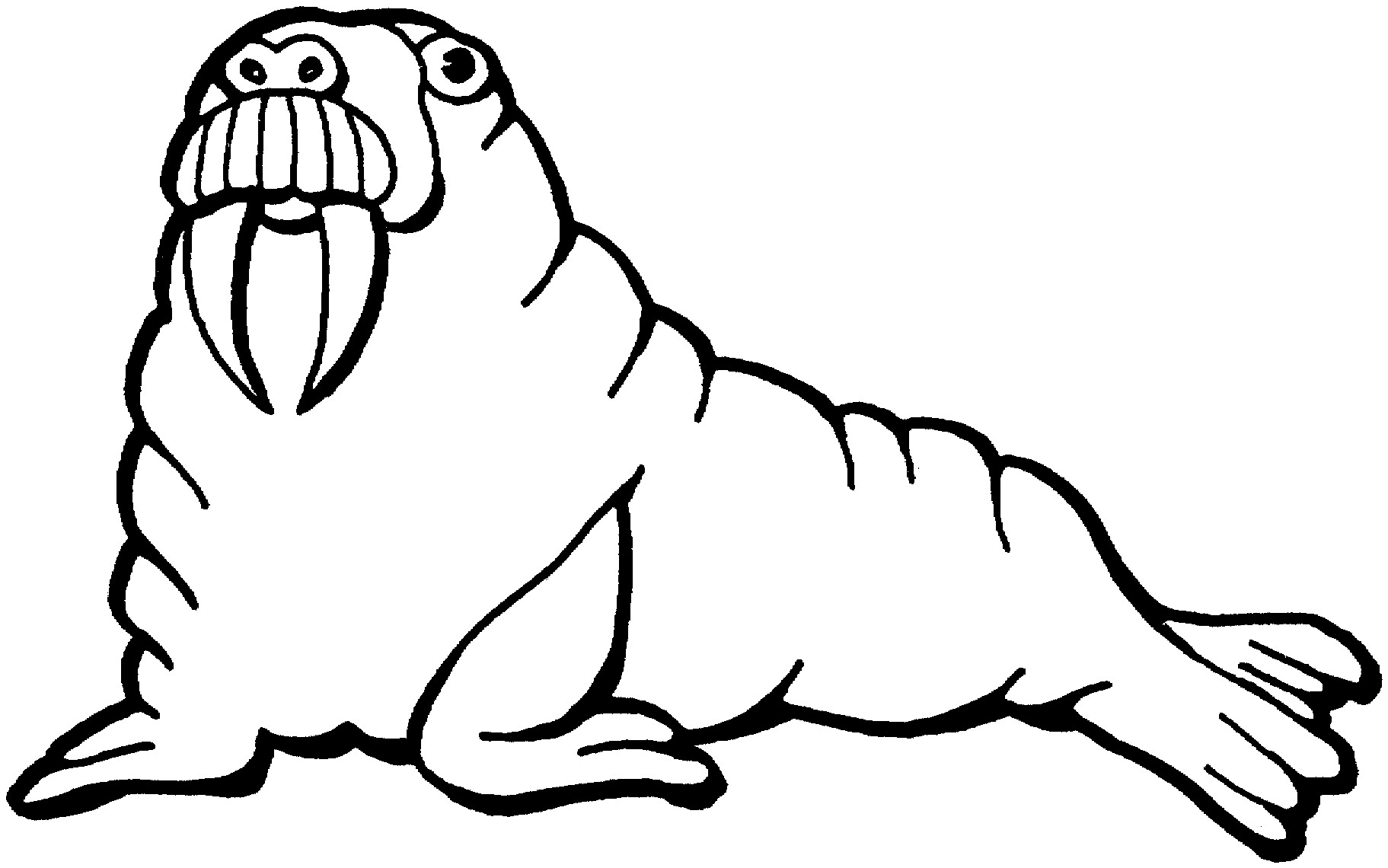 1823x1140 Walrus Drawing For Free Download
