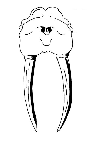 367x550 Walrus Skull