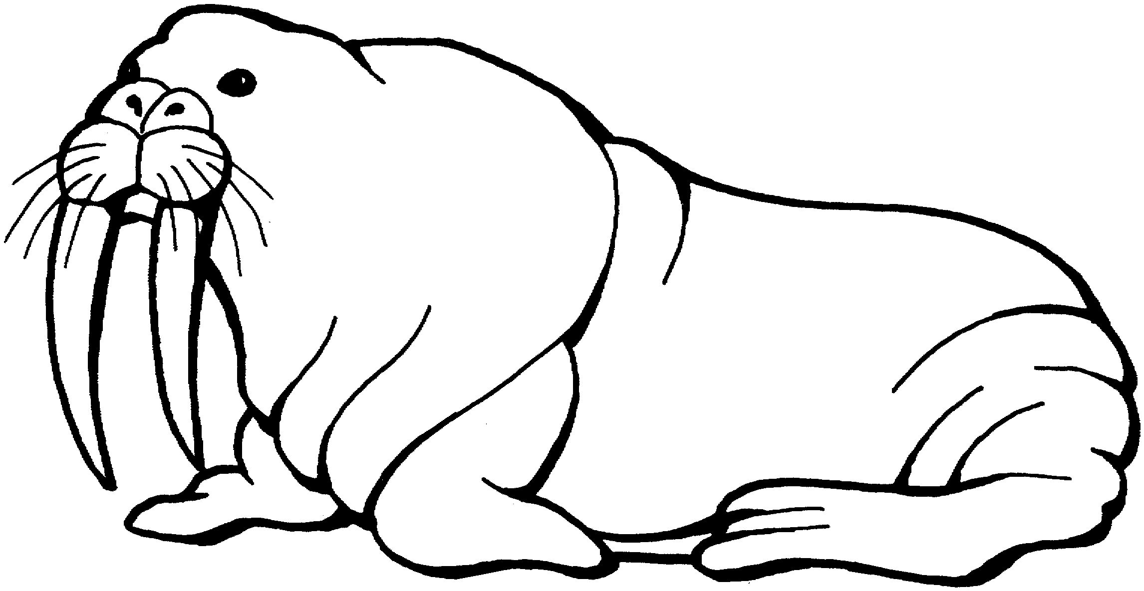 2292x1185 Walrus Drawing Free Download