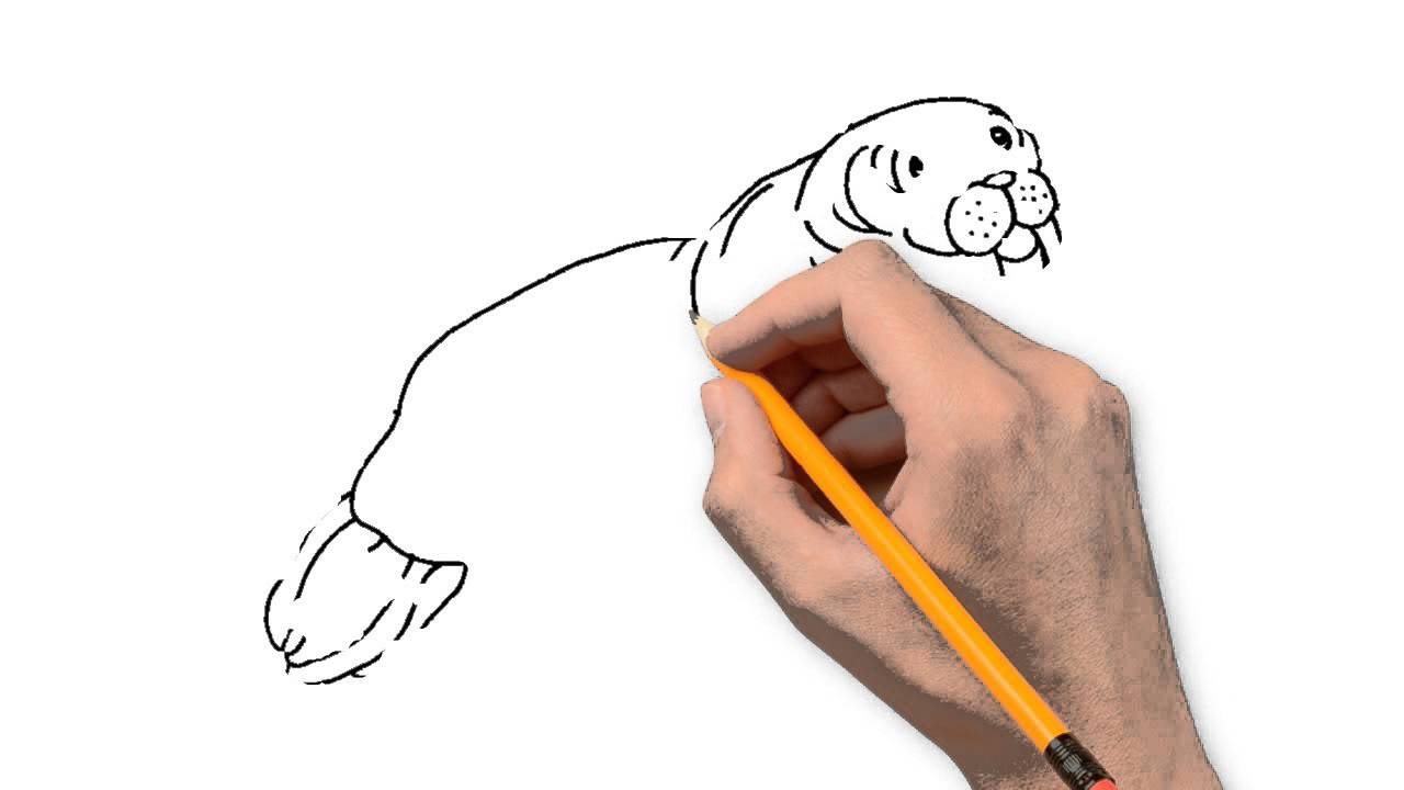 1280x720 Walrus Animals Pencil To Draw Step