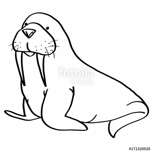 500x500 Walrus Drawing Stock Photo And Royalty Free Images