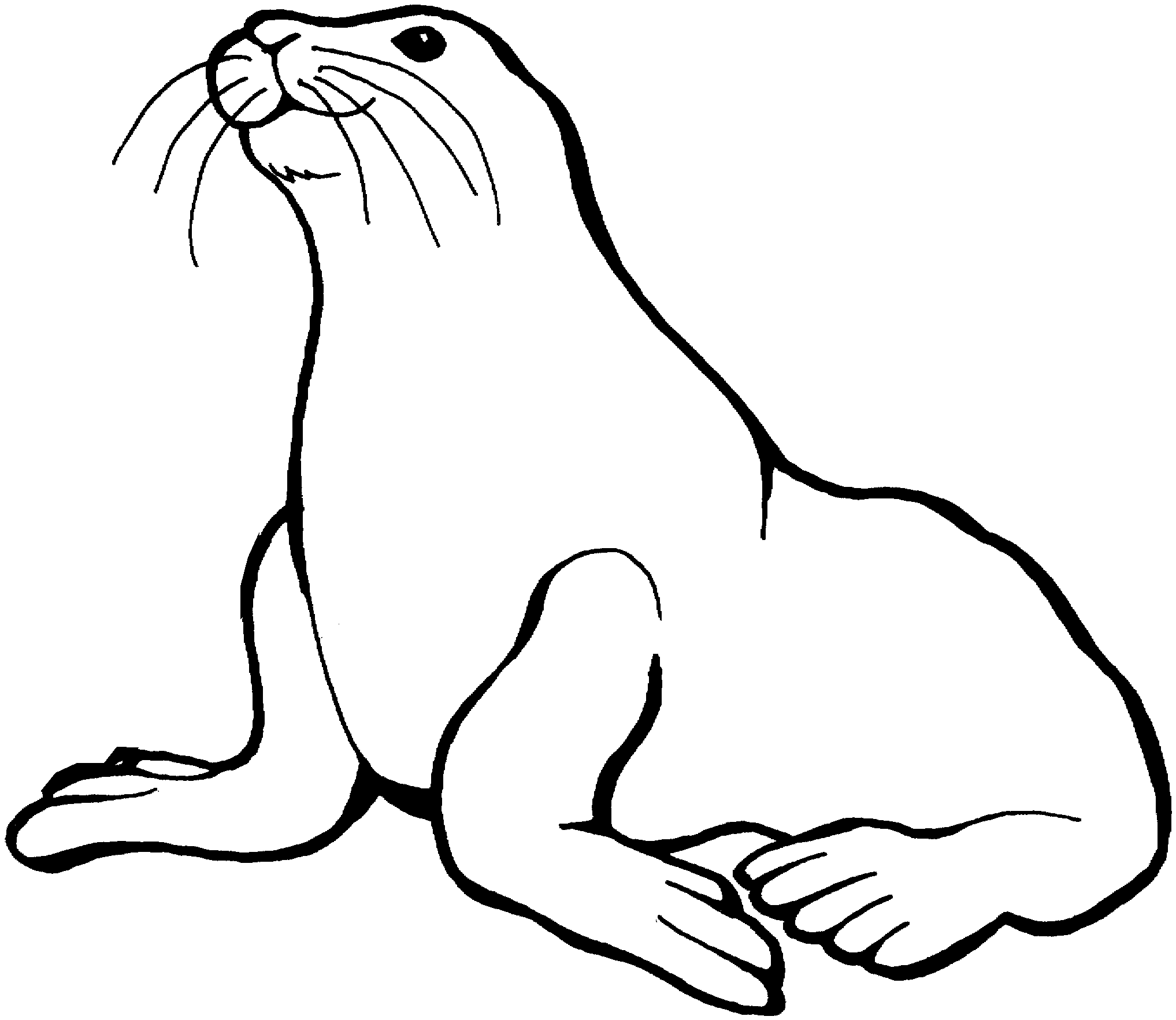 2035x1766 Walrus Drawing Water Animal For Free Download