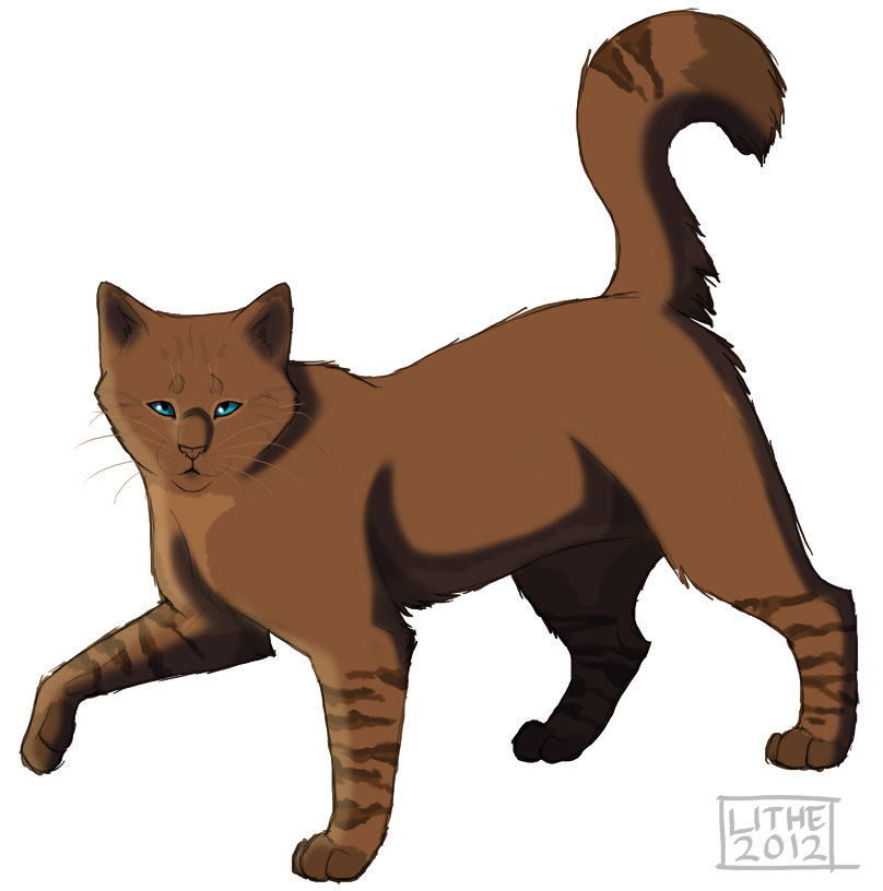 808x816 Collection Of Free Drawing Cats Warrior Cat Download On Ui Ex