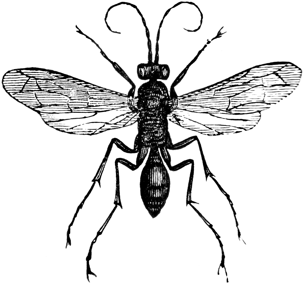 Wasp Drawing