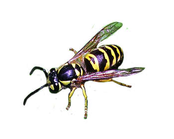 350x280 Drawing Insect Red Wasp Transparent Png Clipart Free Download