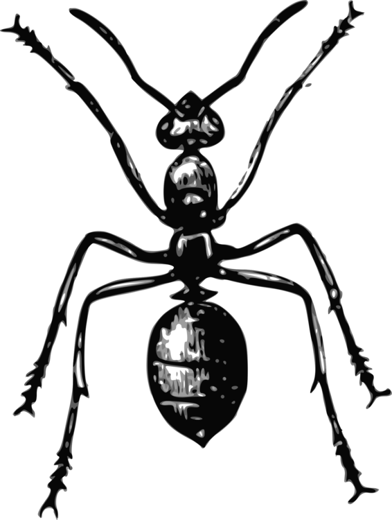 566x750 Drawing Insect Wasp Transparent Png Clipart Free Download