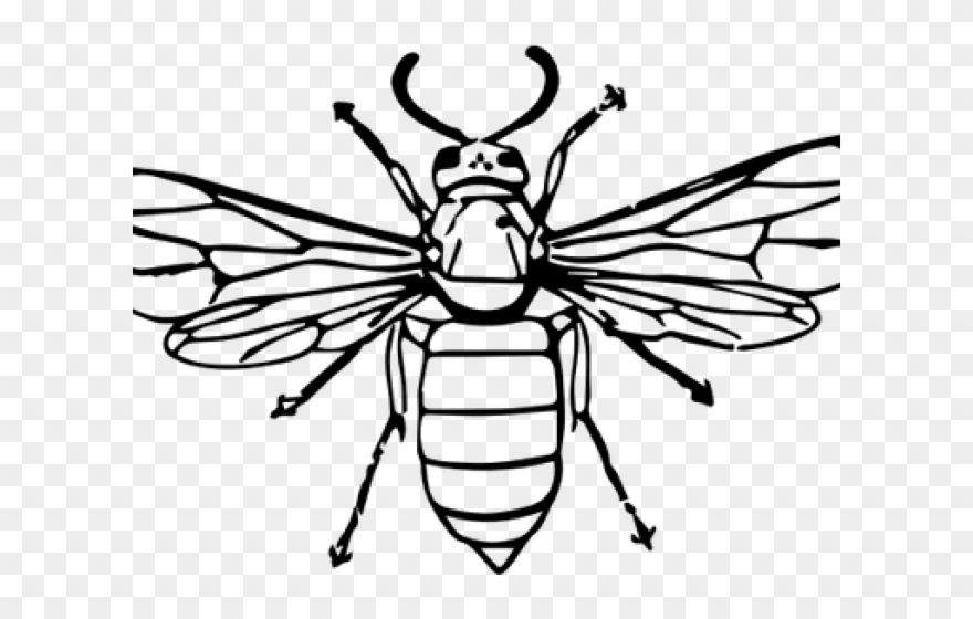 880x560 Wasp Clipart Outline