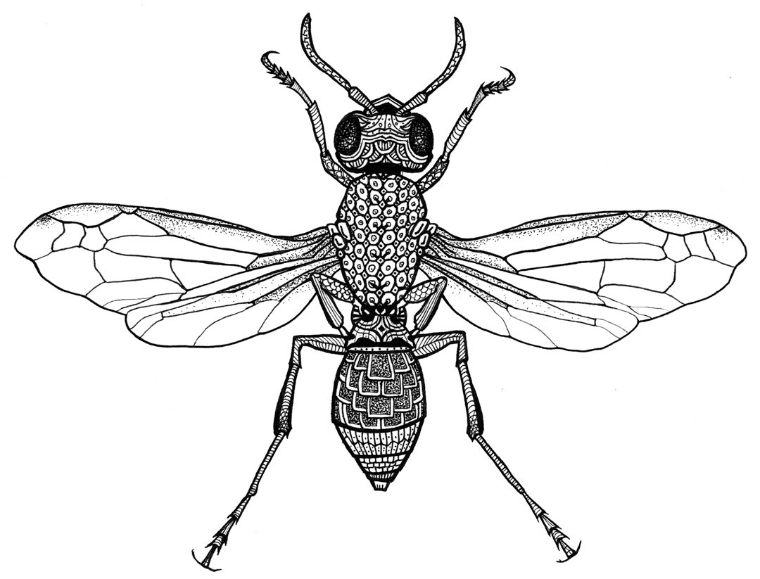 1080x823 Wasp Fine Art Print Hand Drawn Pen And Ink Original Etsy