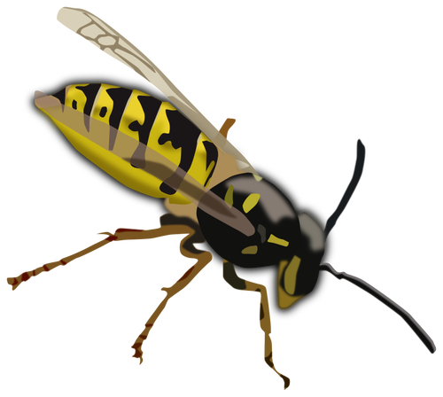 500x448 Wasp Drawing