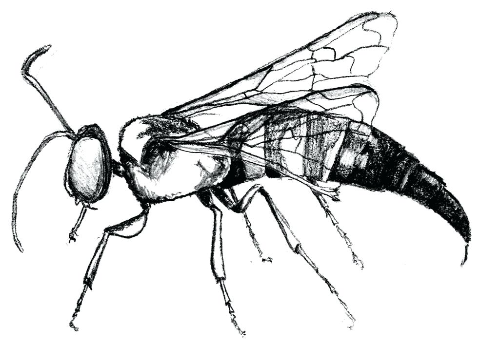 984x706 How To Draw A Wasp