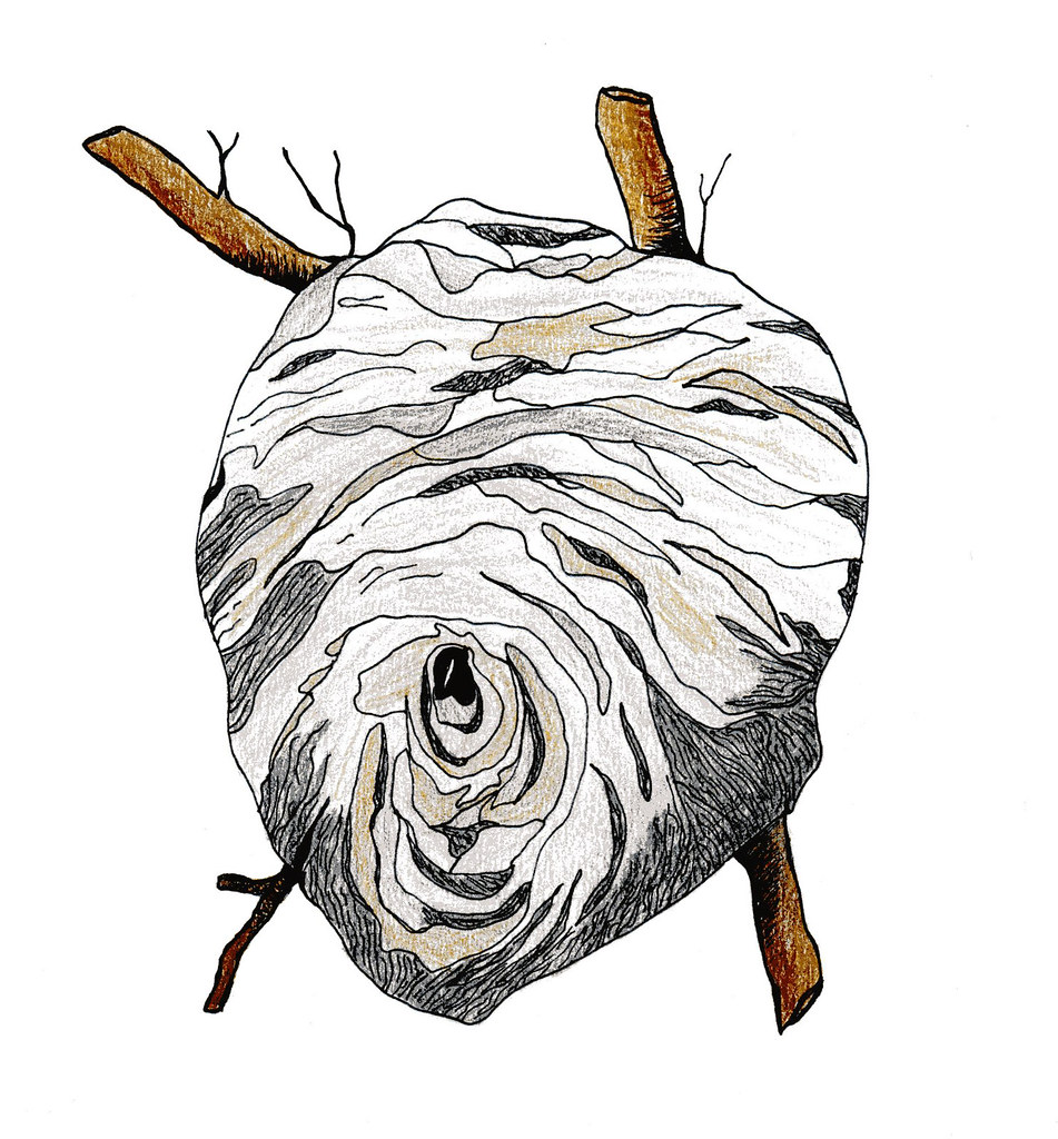 951x1024 Wasp Nest Drawing Sarah Bell Smith