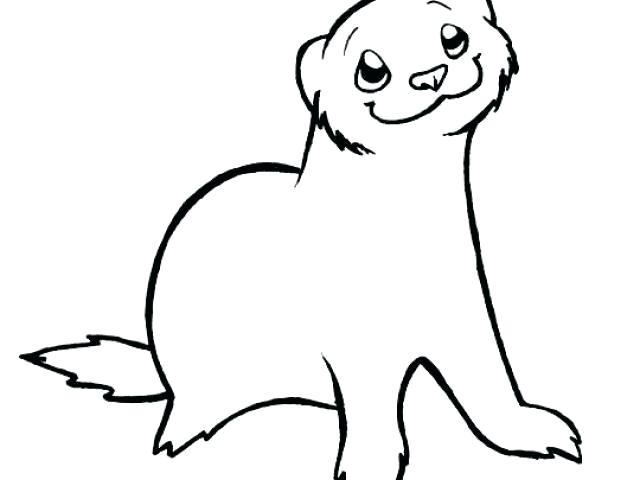 640x480 ferret drawing draw ferret ferret head drawing step