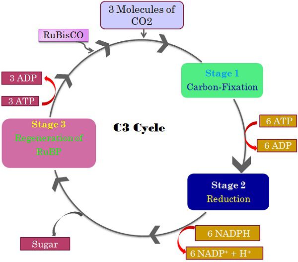 600x527 Difference Between And Cam Pathway