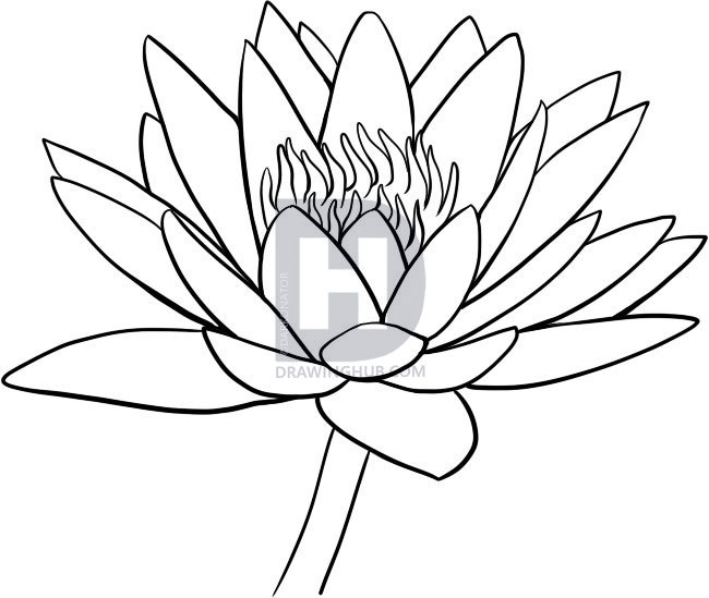 650x549 How To Draw A Water Lily, Step