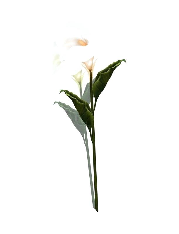 611x800 Calla Lily Drawing Outline Calla Lily Flower Drawing