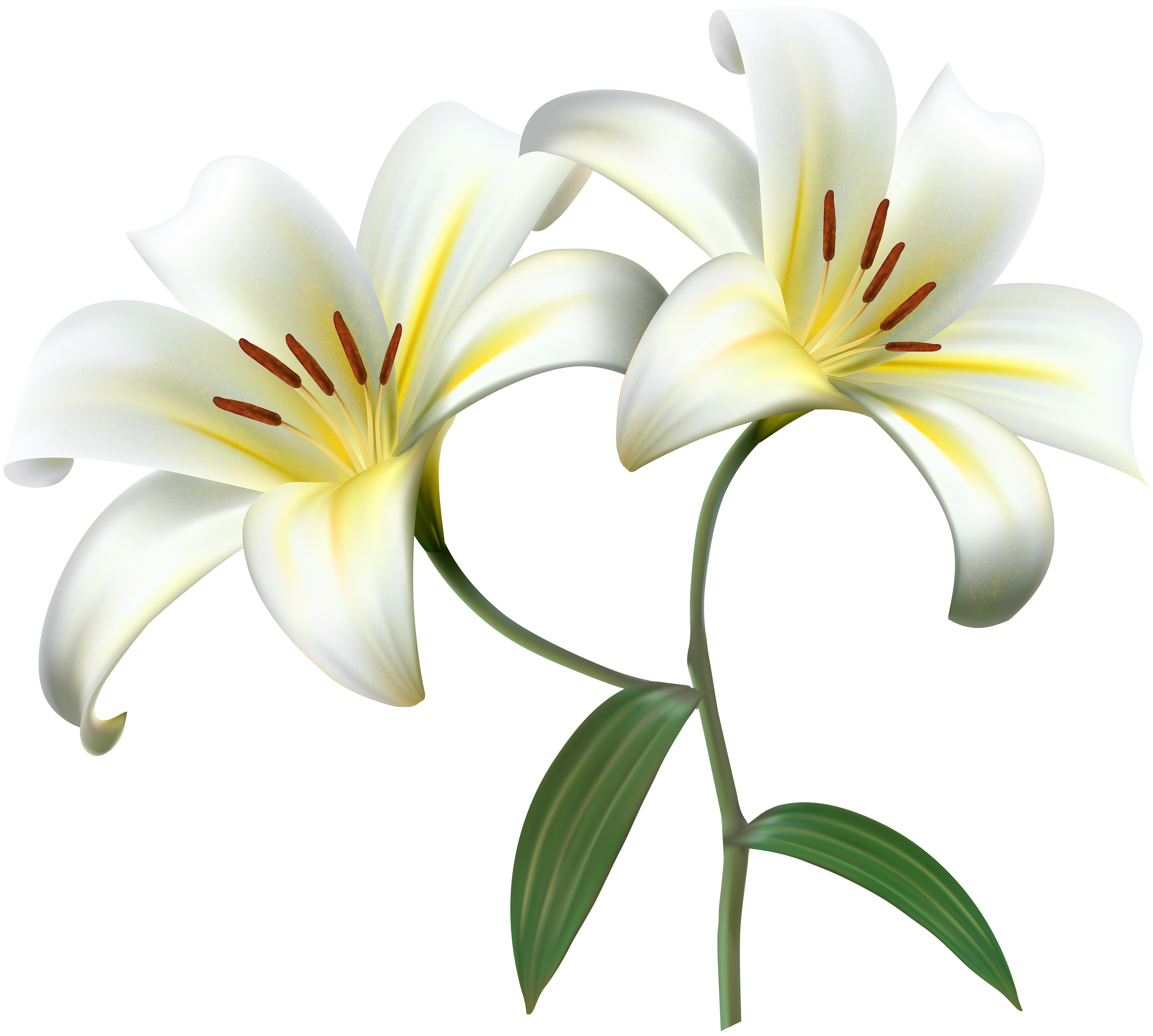 5000x4494 Collection Of Free Scientific Drawing Lily Download On Ui Ex