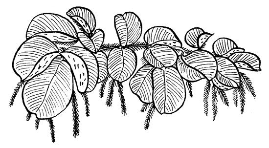 550x303 Fish Culture In Central East Africa