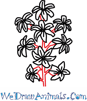 300x350 How To Draw A Hyacinth Flower