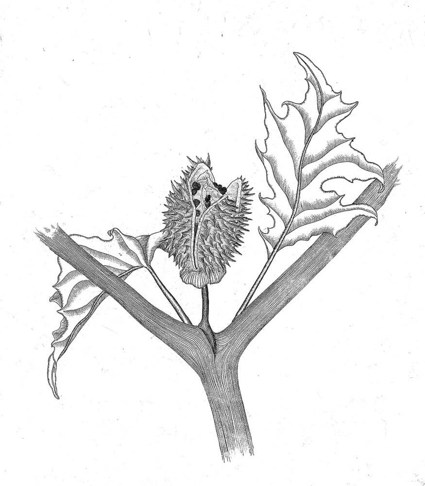 875x1000 Illustrations For Wicked Plants