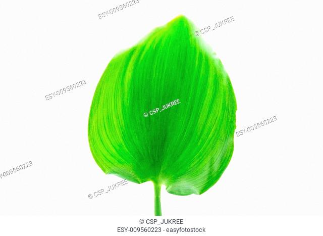 640x467 Lotus Flower Water Hyacinth Stock Photos And Images Age Fotostock