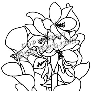 300x300 Water Hyacinth Drawing