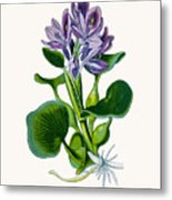 155x180 Water Hyacinth Metal Print