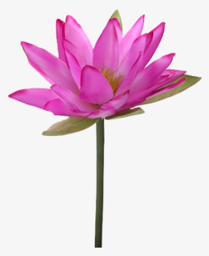 300x367 Water Lily Png Images Png Cliparts Free Download On Seekpng
