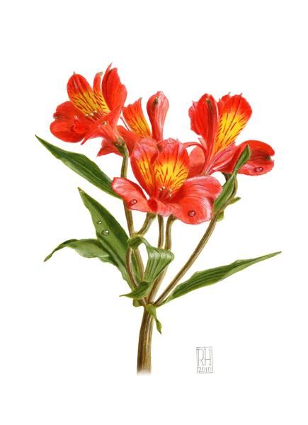 435x600 Alstroemeria Flower Drawing Alstroemeria