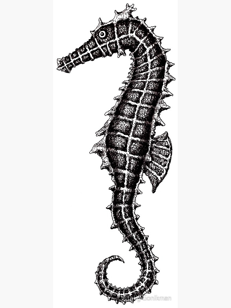 750x1000 Seahorse Black And White Pen Ink Drawing Canvas Print
