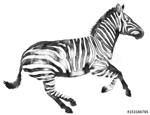 500x383 Black And White Monochrome Painting With Water And Ink Draw Zebra