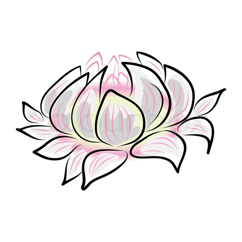 800x800 Hand Drawing Water Lily Flower Stock Vector Colourbox