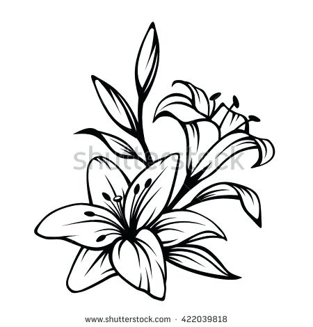 450x470 Sketch Of Lily Flower How To Draw A Lily Flower Step Sketch