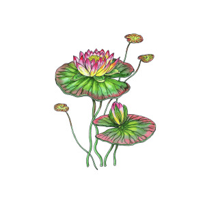 300x300 Water Lily Botanical Watercolor Painting