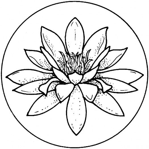 524x525 Water Lily Coloring