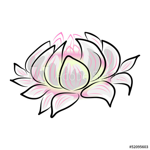 500x500 Hand Drawing Water Lily Flower
