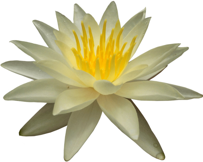 800x638 Drawing Chinese Water Lily Transparent Png Clipart Free Download