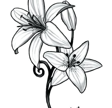 442x425 Drawing Lily Flower Lily Flower