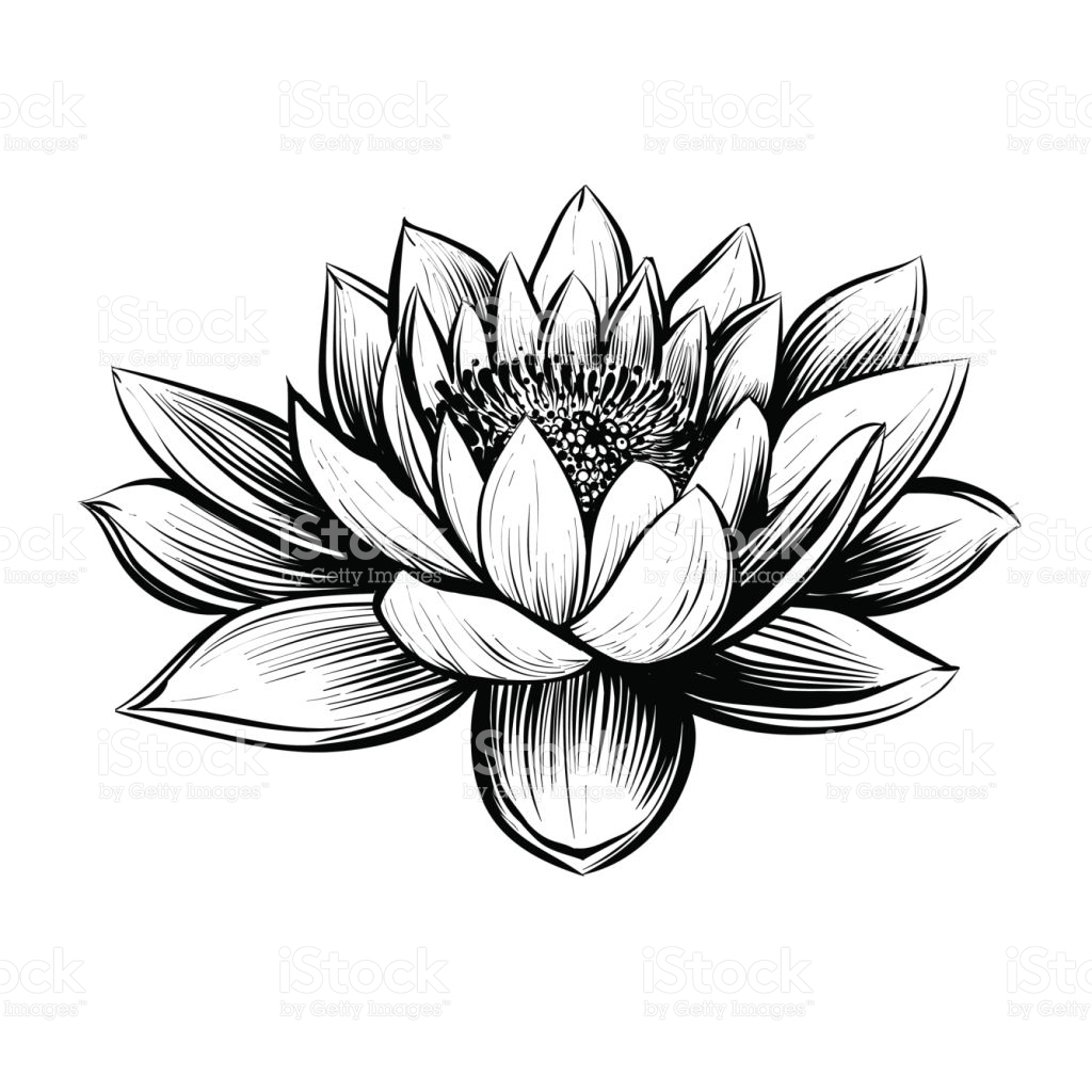 Water Lily Drawing Outline