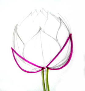 278x300 How To Draw A Lotus