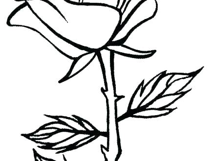 440x330 Lily Pad Flower Coloring Pages Water Tiger Rose