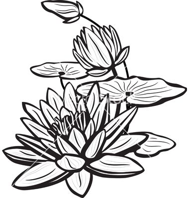 380x400 water lily drawing wonderous water lily lillies lilies