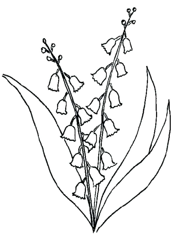 750x1000 Lily Flower Coloring Pages