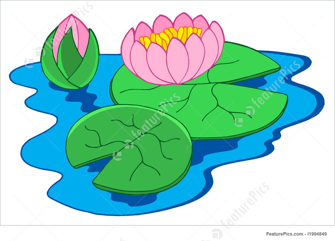 1300x933 Illustration Of Pink Water Lilies