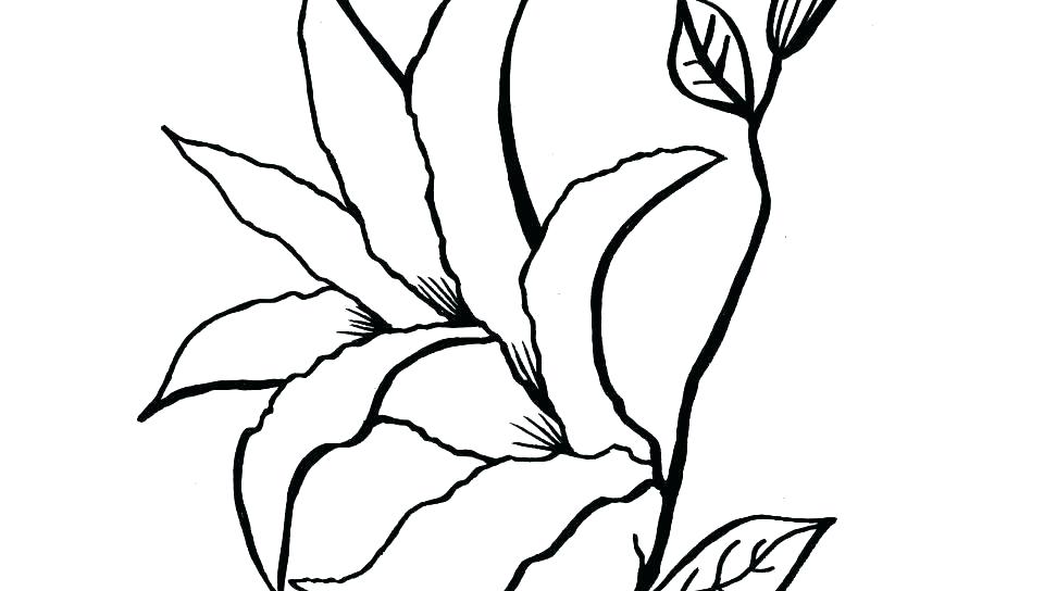 960x544 Lily Flower Coloring Pages