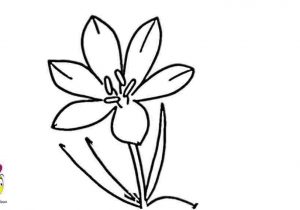 300x210 Lily Flower Drawing Easy