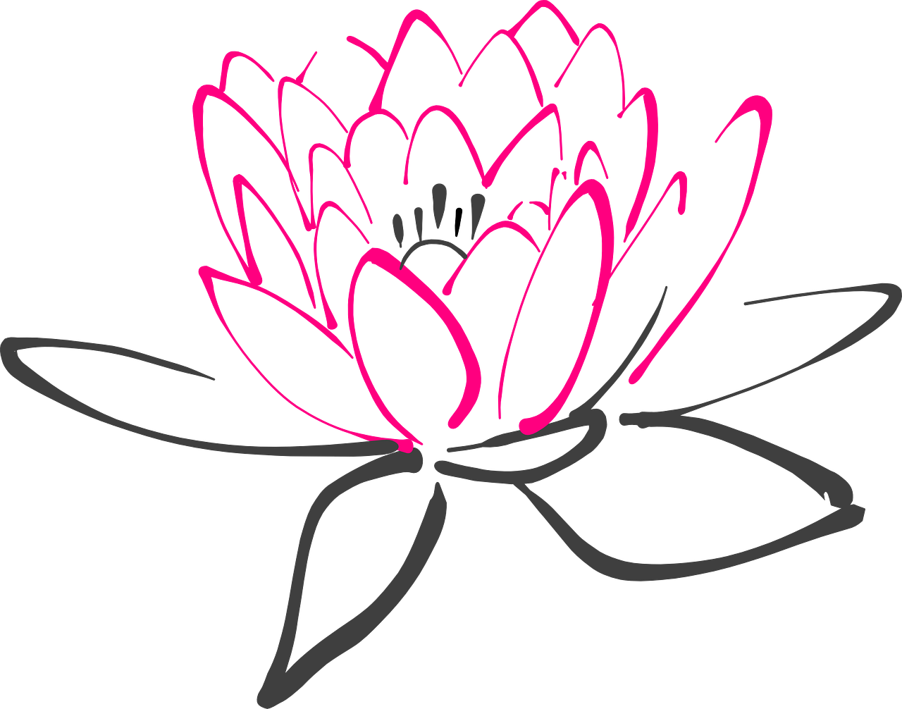 1280x1006 Water Lily Flower Pink Lotus Png