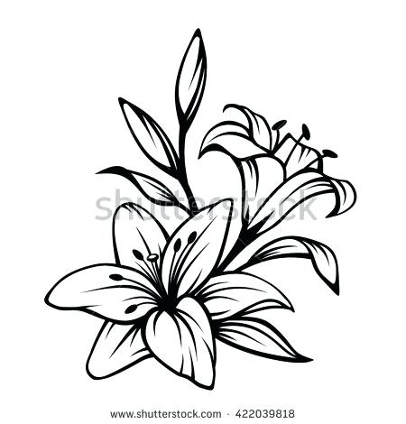 450x470 drawing lily flower how to draw a lily flower step lily flower