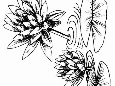 440x330 Free Lily Flower Coloring Pages, Lily Flower Coloring Pages