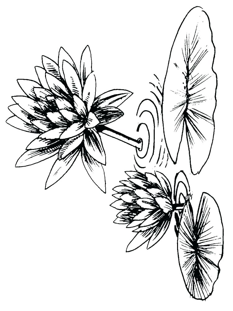 750x1000 Lily Coloring Pages Lily Coloring Pages Water Lilies