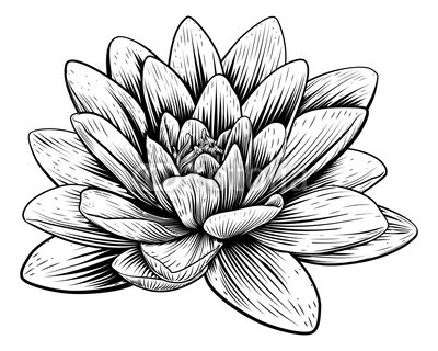 400x320 Lotus Flower Water Lily Vintage Woodcut Etching Buy Photos Ap